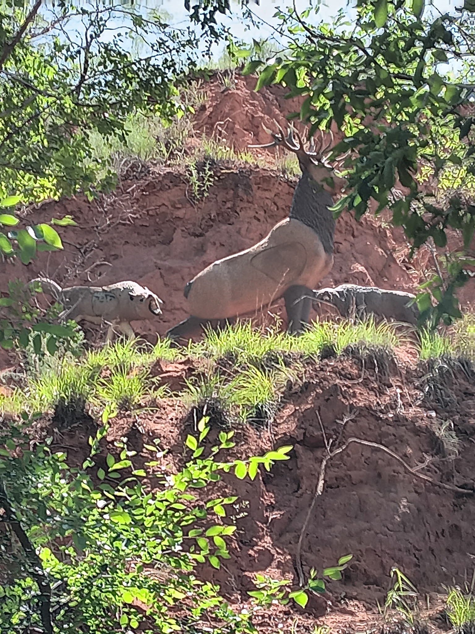 3D deer target on a wooded course hillside